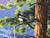 Chuck Black "Routine Visitors" Mountain Wildlife Artwork For Sale - Image 10 of 12