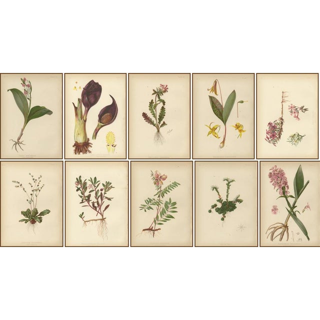 After Meehan, Native US Flora, Chromolithographs, 1879, Set of 10 For Sale - Image 3 of 6