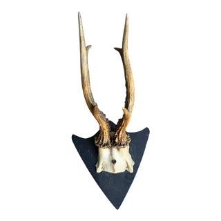 1900s Roe Deer Trophy Black Forest Mount Antlers For Sale