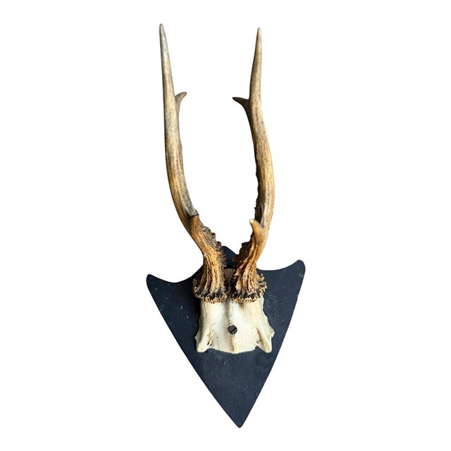 1900s Roe Deer Trophy Black Forest Mount Antlers For Sale