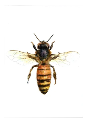 Juris Utāns, Bee from the Top, 2000s, Mixed Media & Paper