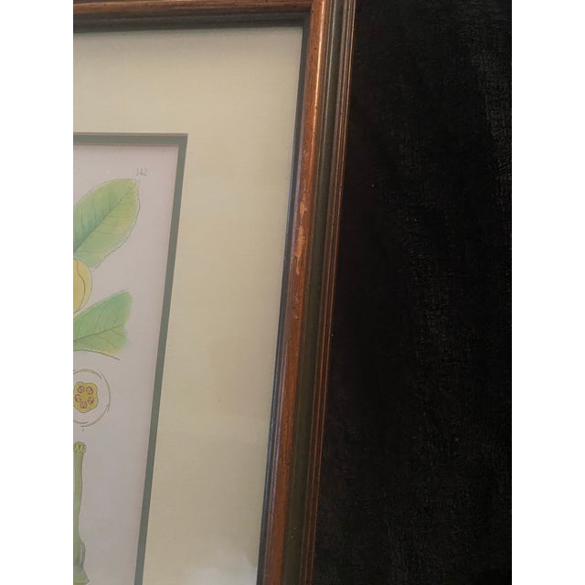 Mid-Century Framed Mark Catesby "Gordonia Loblolly Bay" Botanical Print, Coffey & Thompson For Sale - Image 9 of 12