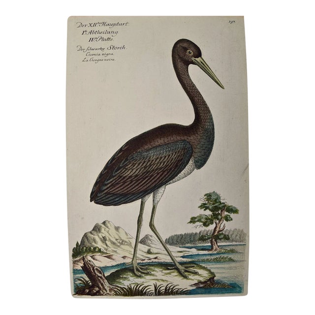 Black Stork, "Ciconia Nigra": An 18th Century Hand-Colored Frisch Engraving, 1733 For Sale