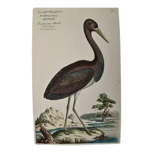 Black Stork, "Ciconia Nigra": An 18th Century Hand-Colored Frisch Engraving, 1733