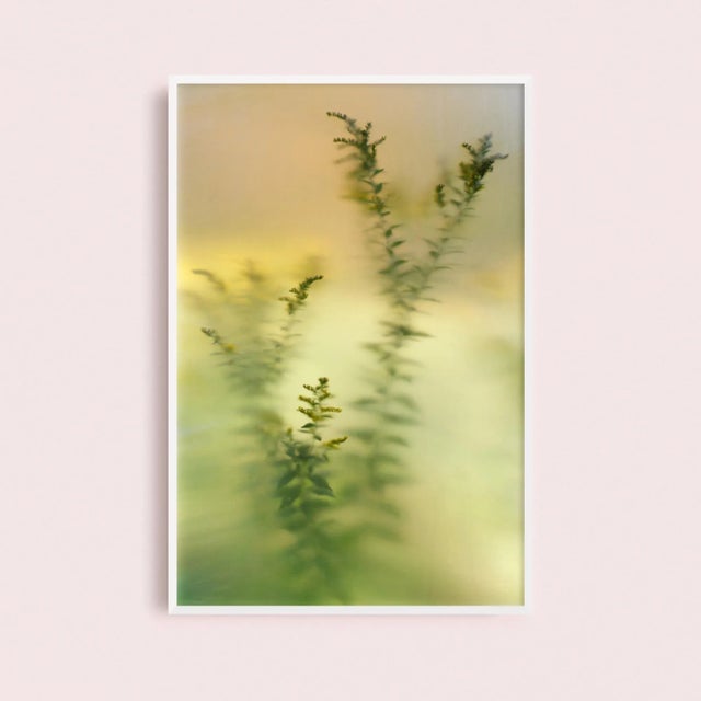 Minimalist Nature Photography Print, 'Diffused Goldenrod' Artwork, Large 36 X 54" Fine Art Photograph For Sale In Boston - Image 6 of 7