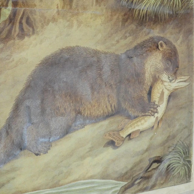 Old Vintage Country Style Weasel Otter Poster Print Wall Chart For Sale - Image 3 of 6