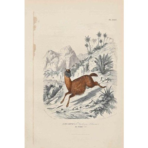 Alpaca is an original lithograph on ivory-colored paper, realized by Paul Gervais (1816-1879). The artwork is from The...