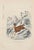 Alpaca is an original lithograph on ivory-colored paper, realized by Paul Gervais (1816-1879). The artwork is from The...