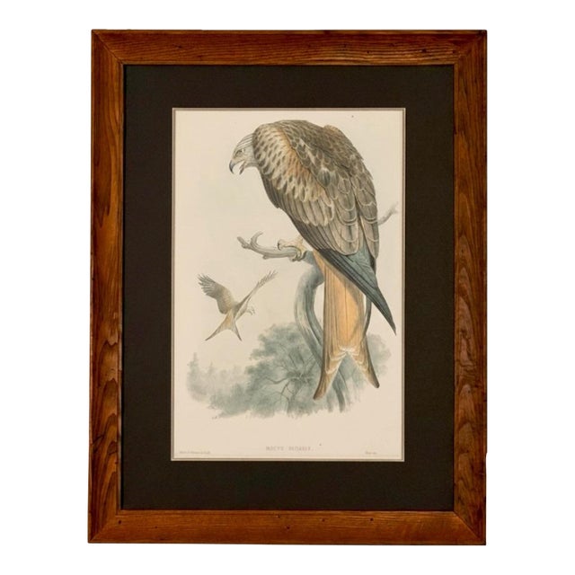 19th-Century Framed John Gould Red Kite | Original Antique Bird Print For Sale