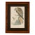 19th-Century Framed John Gould Red Kite | Original Antique Bird Print For Sale