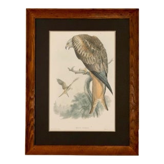 19th-Century Original John Gould Red Kite | Hand-Colored Bird of Prey Lithograph For Sale