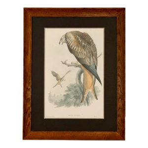 Large 19th-Century Framed Hand-Colored Bird of Prey Lithograph, English Library Decor