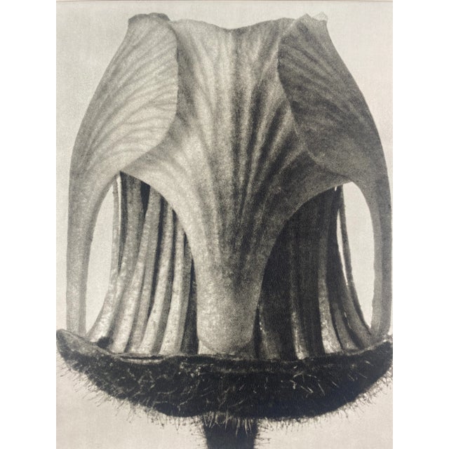 Exquisite Botanical photogravure from famed Urformen Der Kunst portfolio by Blossfeldt . Karl Blossfeldt (1865 - 1932) was...