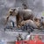 This photographic work presents a surreal scene featuring a vintage fire truck laden with a diverse array of animals,...
