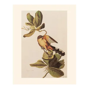 1966 Mangrove Cuckoo After John J. Audubon, Cottage Print
