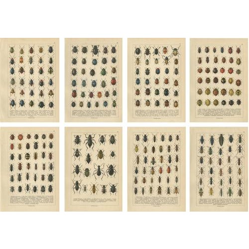 Calwer, Beetles, Chromolithographs, 1893, Set of 8 For Sale - Image 11 of 11