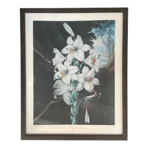 Framed Botanical Print From Dr. Robert Thornton's Temple of Flora (1812) "The White Lily"