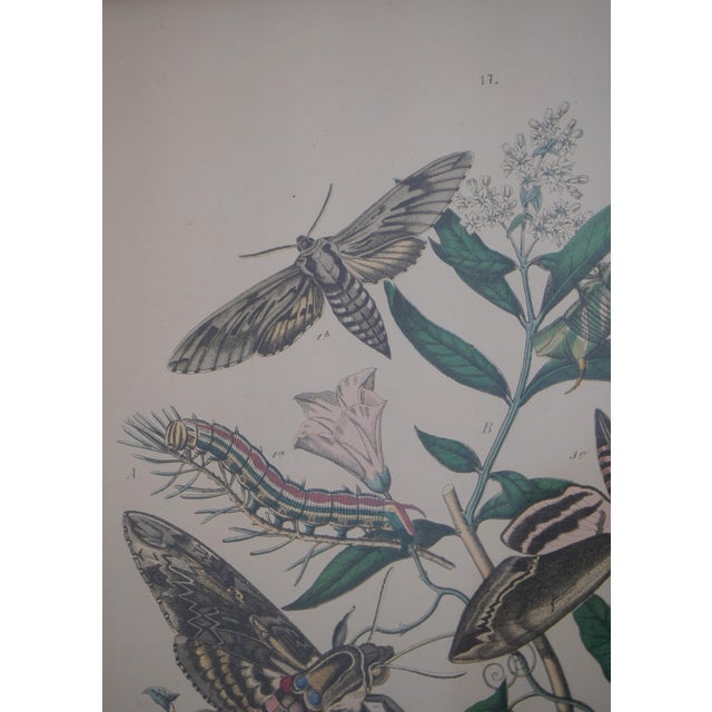 Gold Pair Vintage Butterfly Colored Engraving Prints For Sale - Image 8 of 12