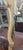 Venetian Style 1950s Wall Mirror For Sale - Image 10 of 13