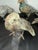 Set of 5 Metal Pigeons in Heavy Metal Possibly Bronze For Sale - Image 12 of 13