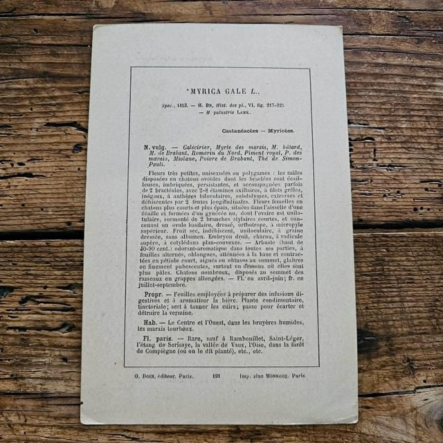 French Antique French Botanical Lithograph - Bog Myrtle For Sale - Image 3 of 4