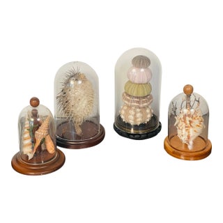 4 Vintage Coastal Marine Specimens in Domed Clochets For Sale