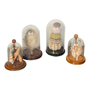 4 Vintage Coastal Marine Specimens in Domed Clochets