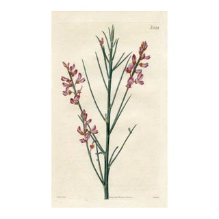 1822, Naked Lebeckia Botanical Print, Curtis's Botanical Magazine, Original Antique Botanical Print, Engraving, England For Sale