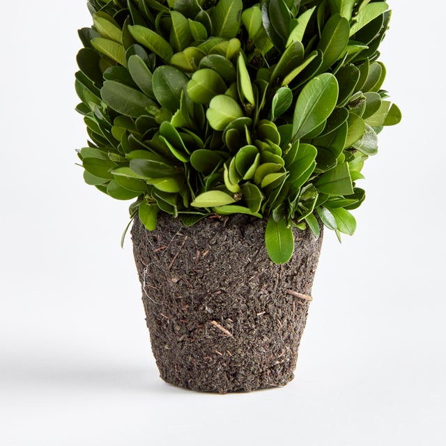 Farmhouse Boxwood Cone Topiary Drop-In 12" For Sale - Image 3 of 4