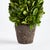 Farmhouse Boxwood Cone Topiary Drop-In 12" For Sale - Image 3 of 4