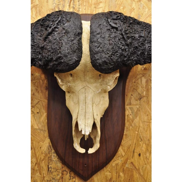 Vintage African Cape Buffalo Skull European Mount on Wooden Plaque Taxidermy For Sale - Image 4 of 11