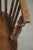 Antique English Spindle Chair, 1800s For Sale - Image 9 of 15