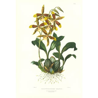Large 1973 Orchid Flower Lithograph "Odontoglossum Grande" (Great Odontoglossum) After James Bateman For Sale