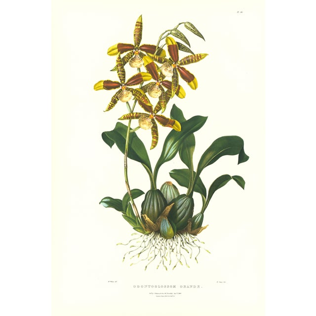 Large 1973 Orchid Flower Lithograph "Odontoglossum Grande" (Great Odontoglossum) After James Bateman For Sale