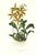 Large 1973 Orchid Flower Lithograph "Odontoglossum Grande" (Great Odontoglossum) After James Bateman For Sale