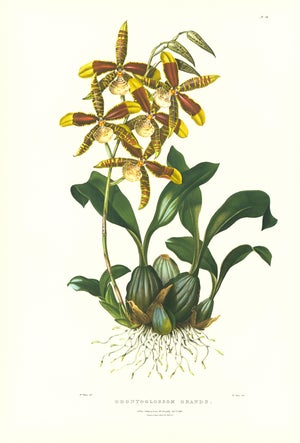 Large 1973 Orchid Flower Lithograph "Odontoglossum Grande" (Great Odontoglossum) After James Bateman