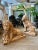 Antique Terracotta Lion Sculptures, 1880s, Set of 2 For Sale - Image 17 of 18