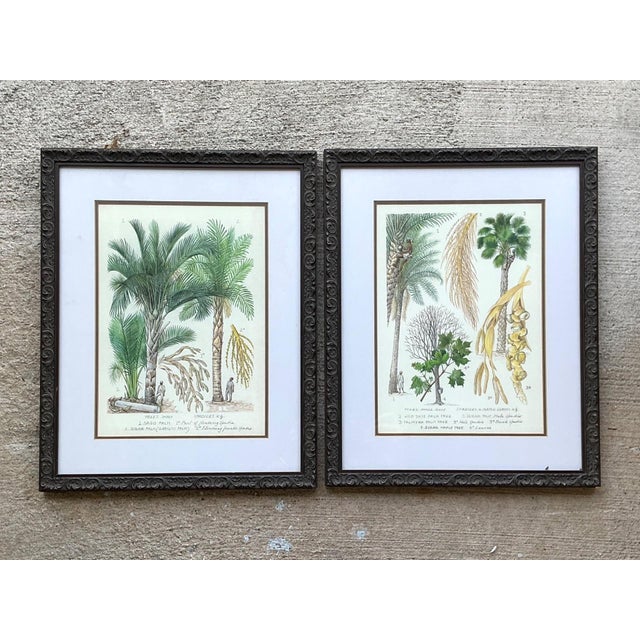 Vintage Framed Botanical Palm Illustrations - Set of 2 For Sale - Image 14 of 15