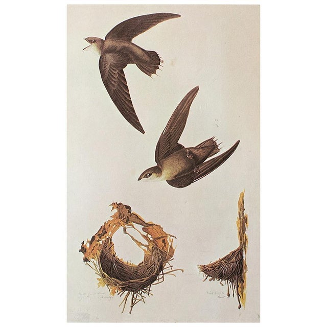 1966 Vintage Farmhouse Cottage Print "Chimney Swift" After John James Audubon For Sale In Dallas - Image 6 of 8