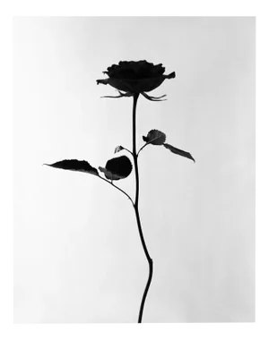 Ugne Pouwell, Black Rose, 2023, Photography
