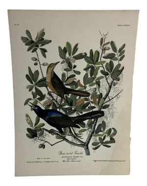 1937 Audubon Boat-Tailed Grackle Print