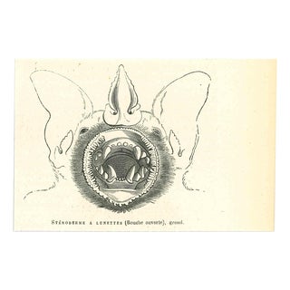 Paul Gervais, Sténoderme à Lunettes, 1854, Lithograph For Sale