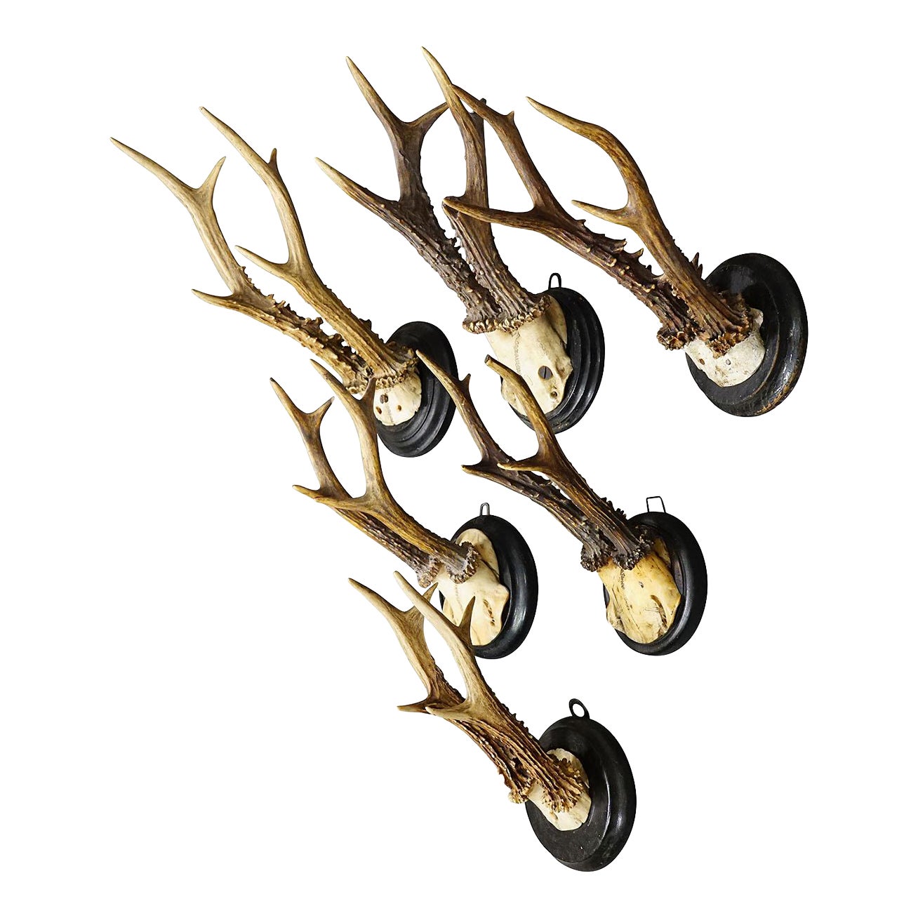 Six Large Roe Deer Trophies on Turned Plaques Germany Ca. 1900s | Chairish