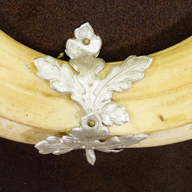 Vintage Wild Boar Teeth Trophy on Wooden Plaque, Germany For Sale - Image 4 of 6
