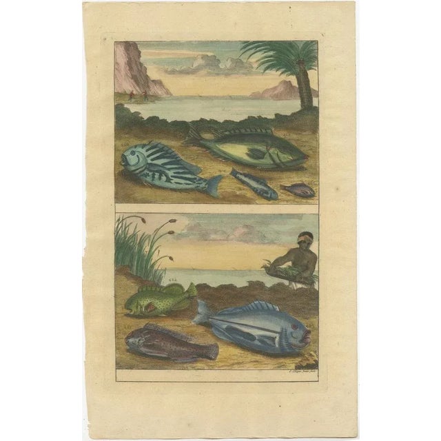 Various Fish Species and Other Marine Life, 1726, Paper, Set of 12 For Sale - Image 6 of 14