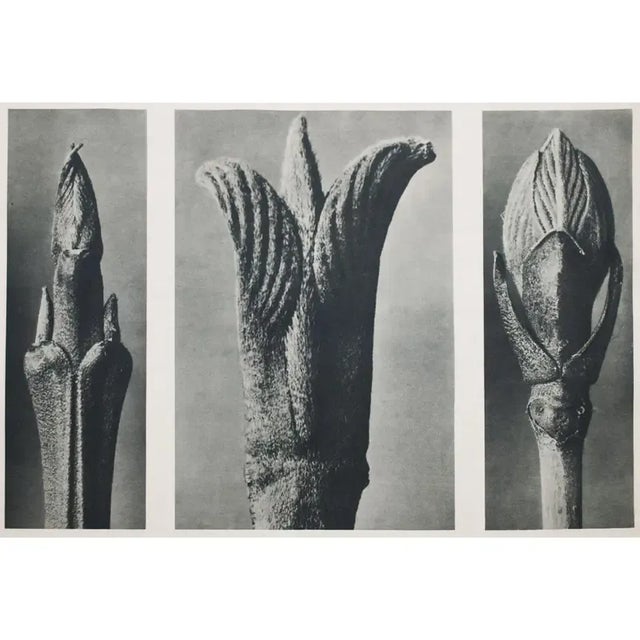 アート・デザイン・音楽 90s Karl Blossfeldt art book アート・デザイン・音楽 90s Karl Blossfeldt art book 90s Karl