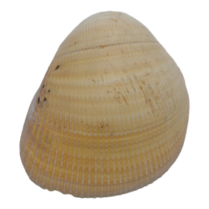 Vintage Yellow Cockle Shell – Textured Coastal Accent