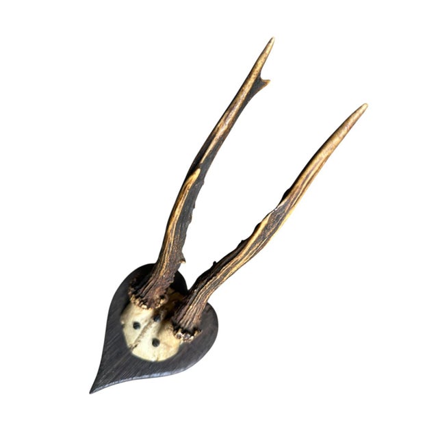 Cabin Early 1900s Roe Deer Trophy 136 Black Forest Antlers For Sale - Image 3 of 5