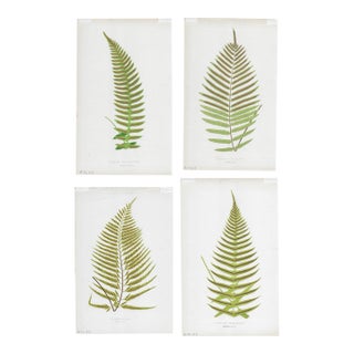 1864 Antique Fern Engravings - A Set of Four For Sale
