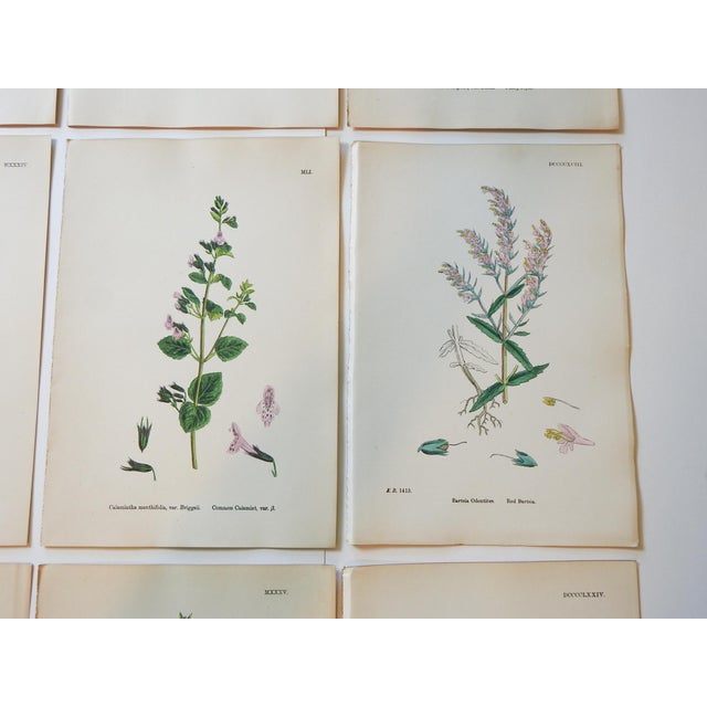 Late 19th Century 1873 Collection Sowerby Hand Colored Pink and Green Botanical Book Plates - Set of 12 For Sale - Image 5 of 7